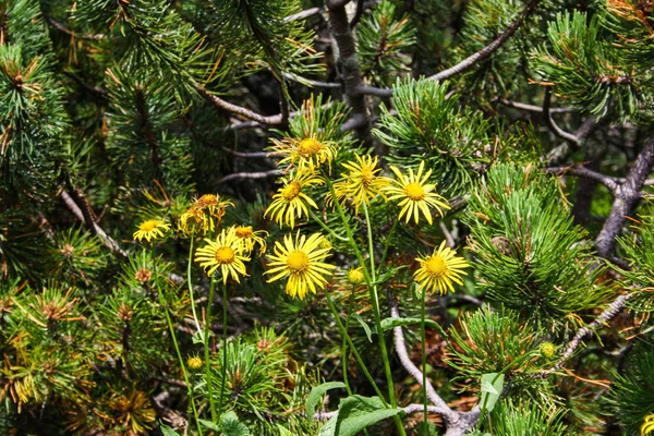 Panoráma Zöld Beskid Hegység Magas Tátra Vízesések — Stock Fotó