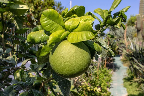 Green citrus orange grapefruit on the tree