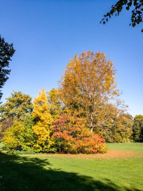 Park sonbahar yatay, sonbahar renkli ağaçlar, çayır ve nehirler Weimar, Thuringia, Almanya