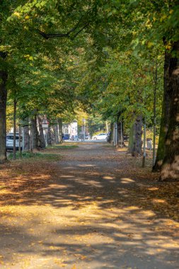 Harika sonbahar görünümü caddeleri, gölet, köprü ve parlak renkli ağaçlar ve yaprakları Leipzig