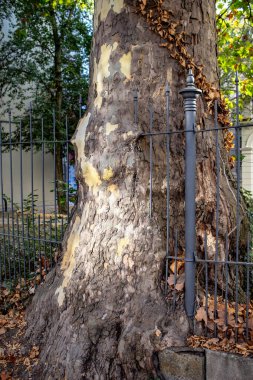 Eski ağaç yetiştirilen bir tel örgülere, doğal bir anıt