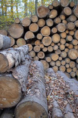 Orman ağaç gövdeleri, meşe, kayın, Saksonya Almanya'da Ore Mountains sonbahar ormandaki yığılmış