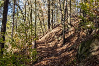 Renkli sonbahar ormanda yürüyüş parkurları ile Ore Mountains