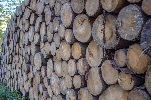 Лісове Господарство Stacked Дерево Стовбурів Дуб Бук Осінньому Лісі Рудних — стокове фото