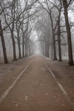 Soğuk sisli hava buzlu ağaçlar ile kışın Leipzig Park manzara