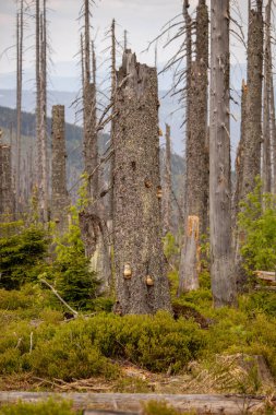 Fırtına ve Almanya, Avusturya ve Çek Cumhuriyeti mavi gökyüzü ile sınırındaki Bohemia orman ridge sawyer zarar böceği ağaçta tarafından