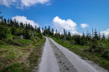 Mavi gökyüzü fırtına ve sawbird böceği Bohemian Forest Almanya, Avusturya ve Çek Cumhuriyeti sınırındaki sırt üzerinde genç ormanlık ağaçların tahrip