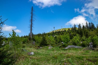 Mavi gökyüzü fırtına ve sawbird böceği Bohemian Forest Almanya, Avusturya ve Çek Cumhuriyeti sınırındaki sırt üzerinde genç ormanlık ağaçların tahrip