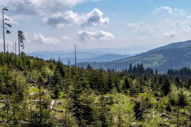 Mavi gökyüzü fırtına ve sawbird böceği Bohemian Forest Almanya, Avusturya ve Çek Cumhuriyeti sınırındaki sırt üzerinde genç ormanlık ağaçların tahrip