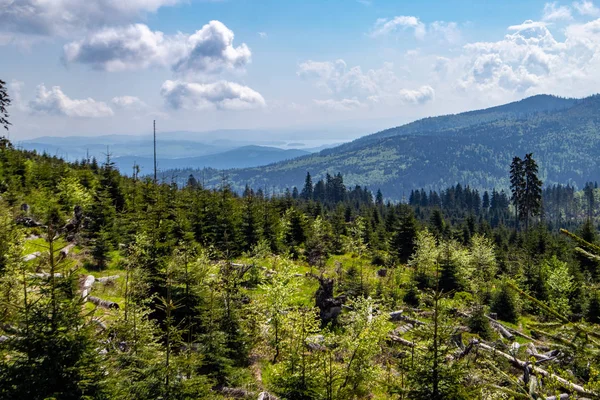 Young forested trees damaged by the storm and the sawbird beetle on the ridge of the Bohemian Forest on the border of Germany, Austria and Czech Republic the blue sky