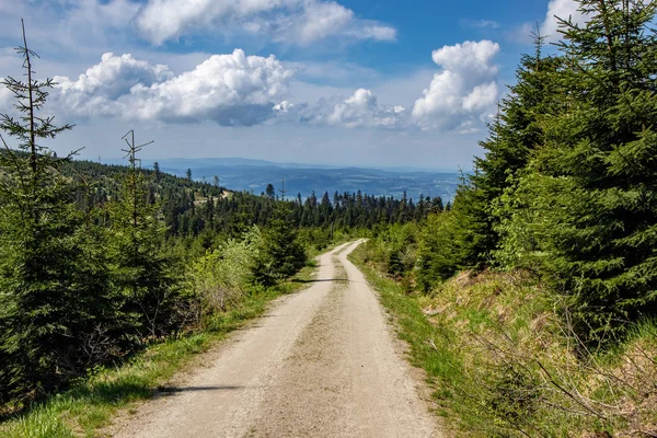 Mavi gökyüzü fırtına ve sawbird böceği Bohemian Forest Almanya, Avusturya ve Çek Cumhuriyeti sınırındaki sırt üzerinde genç ormanlık ağaçların tahrip