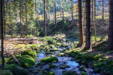 Johanngeorgenstadt kasaba çevresini hiking Teufelsstein Steinbach-Ore Mountains görünümünden / Eibenstock gökyüzünün önünde rock manzara, akarsu, orman ve yeşil alanlarla