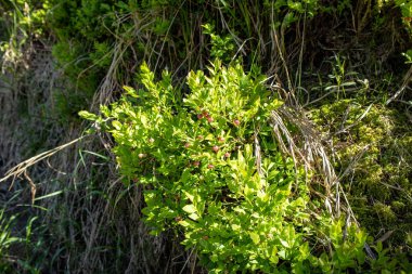 Bahar yeşil yaban mersini çalıların görünümünü
