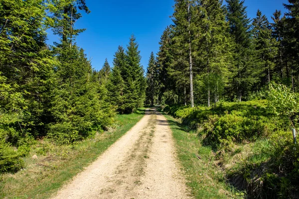 Blick Auf Grüne Blaubeersträucher Frühling — Stockfoto