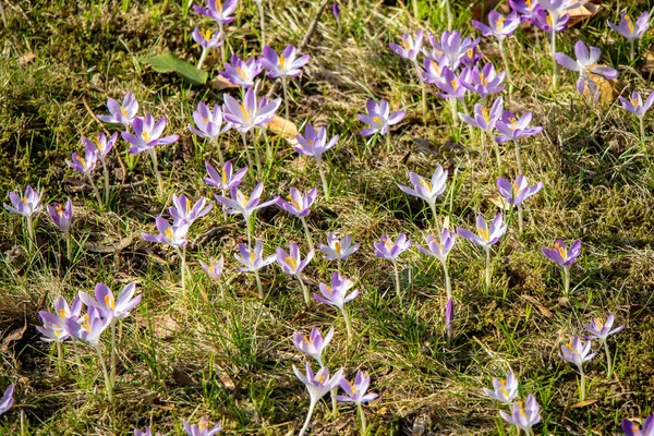 View Many Violet Crocus Saxony Anhalt — стоковое фото