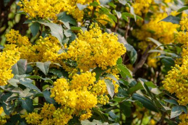 Çiçekli bitki mahonie görünümü
