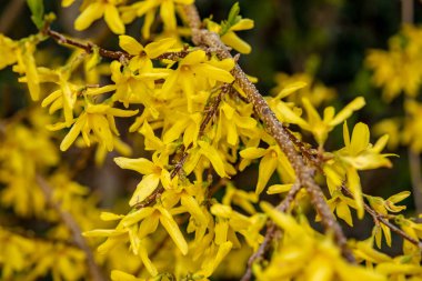 Baharda sarı çiçekaçan forsythia görünümü
