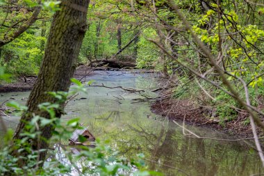 Leipzig Grosszschocher-Knautkleeberg bölgesinde nehir ile yeşil doğal ormanların görünümü
