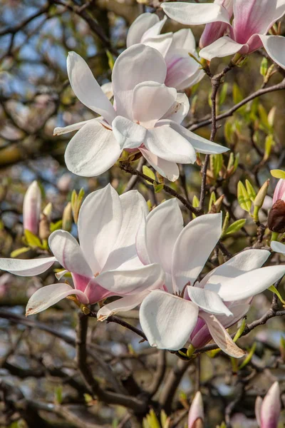 Uitzicht Magnolia Planten Bloemen — Stockfoto