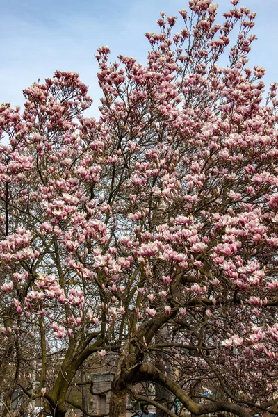 View Magnolia Plants Flowers — Stock Photo, Image