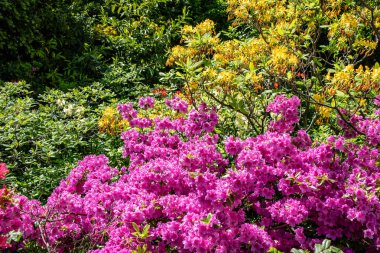 Renkli renklerde rhododendron ile ilkbaharda bir park manzara romantik görünümü