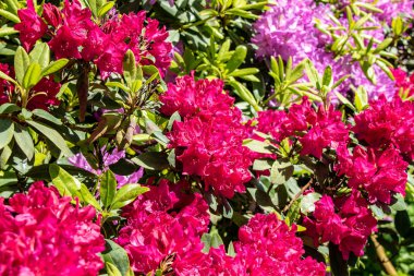 Renkli renklerde rhododendron ile ilkbaharda bir park manzara romantik görünümü