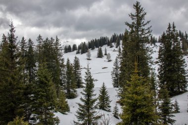 Avusturya Alpleri'nde kar ile ilkbaharda yüksek dağlar, yeşil çayırlar ve ağaçlar ile bir alp manzara Panorama