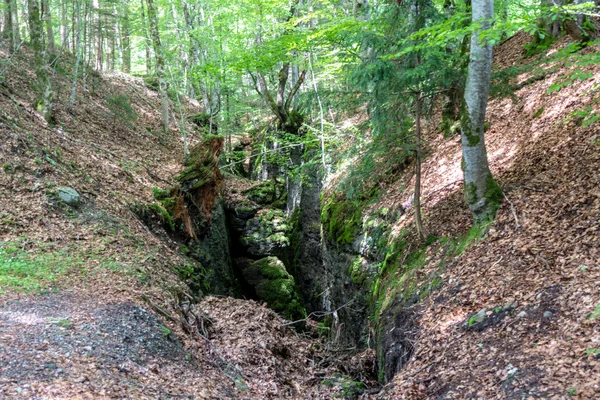 Buerser Schlucht Vorarlberg Avusturya Neredeyse Ilkel Orman Gibi Ağaç Nüfusu — Stok fotoğraf