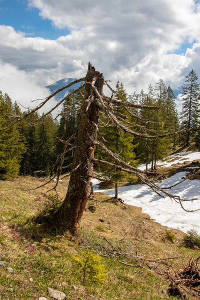 Panorama Unui Peisaj Alpin Munți Înalți Pajiști Verzi Copaci Primăvara — Fotografie, imagine de stoc