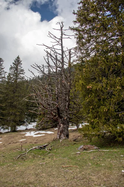 Panorama Alpejskiego Krajobrazu Wysokimi Górami Zielonymi Łąkami Drzewami Wiosną Śniegiem — Zdjęcie stockowe