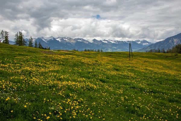 Panorama Paisagens Intocadas Nos Alpes Austríacos Com Flores Amarelas Prado — Fotografia de Stock