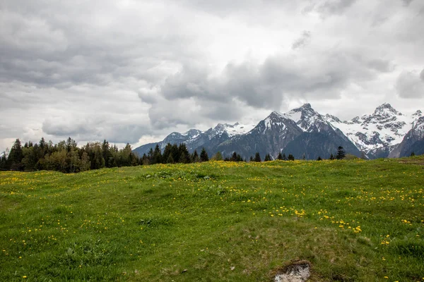 Bir dağ çayırÜzerinde sarı çiçekler ile Avusturya Alpleri'nde el değmemiş manzara Panorama