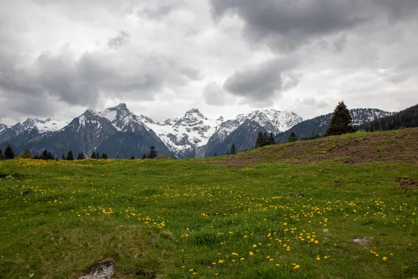 Bir dağ çayırÜzerinde sarı çiçekler ile Avusturya Alpleri'nde el değmemiş manzara Panorama