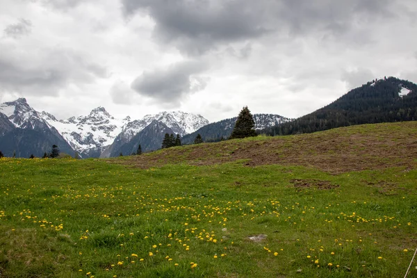 Panorama Paisagens Intocadas Nos Alpes Austríacos Com Flores Amarelas Prado — Fotografia de Stock