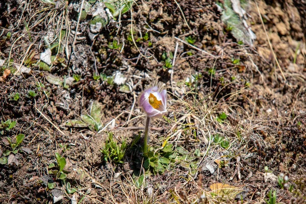 Nézd Meg Fehér Lila Alpok Crocus Svájci Alpokban — Stock Fotó