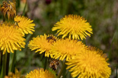 İsviçre Alpleri.Focus polen ile çiçek açan bir arı ile çiçek açan karahindiba Leontodon görünümü arı yatıyor