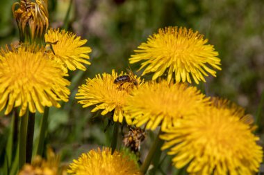 İsviçre Alpleri.Focus polen ile çiçek açan bir arı ile çiçek açan karahindiba Leontodon görünümü arı yatıyor