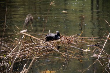Davos / Kloster bölgesinde İsviçre Alpleri'nde gölde bir kuş yuvası üzerinde yuva yaparken bir Avrasya coot (Fulica atra) ile küçük bir göl görünümü.