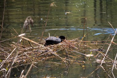 Davos / Kloster bölgesinde İsviçre Alpleri'nde gölde bir kuş yuvası üzerinde yuva yaparken bir Avrasya coot (Fulica atra) ile küçük bir göl görünümü.