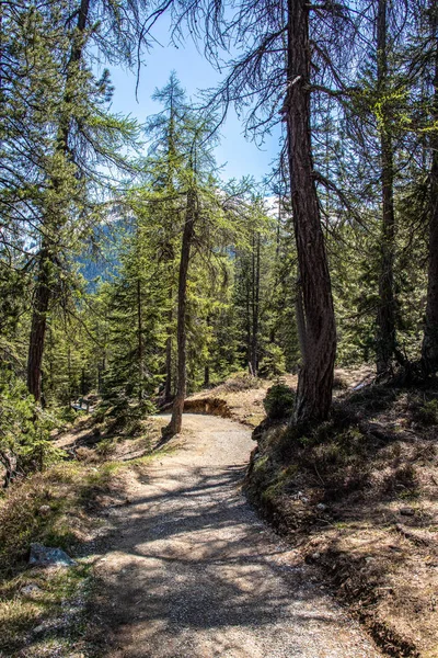 Hiking path through the forest in the swiss alps