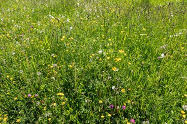 İsviçre alplerinde renkli bir yabani çiçek çayır görünümü
