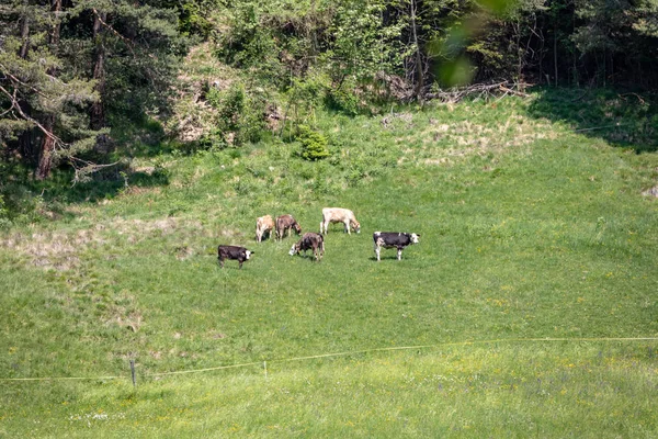 View Herd Cows Pasture Small Huts Background Swiss Alps — Stock Photo, Image