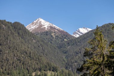 İsviçre Alpleri'nde mavi gökyüzünde yeşil ormanlık dağların arkasında karlı dağların görünümü