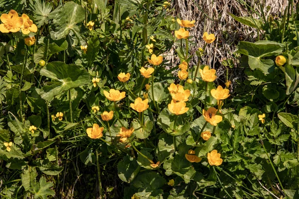 Вид Дикий Жовтий Болотний Чорнобривці Королівський Кубок Caltha Palustris Лузі — стокове фото