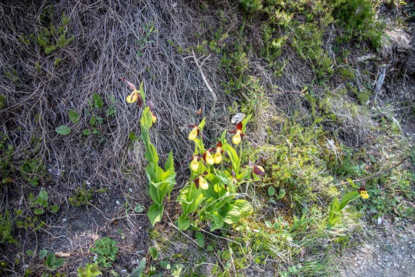 Tekintettel Sárga Női Papucs Orchideák Cypripedium Erdőben Svájci Alpokban — Stock Fotó