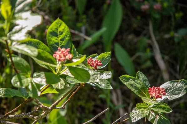 Kilátás Piros Virágok Előtt Zöld Levelek Svájci Alpokban — Stock Fotó