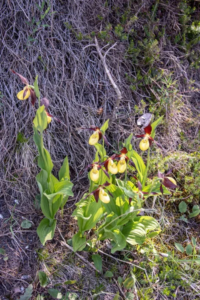 Tekintettel Sárga Női Papucs Orchideák Cypripedium Erdőben Svájci Alpokban — Stock Fotó