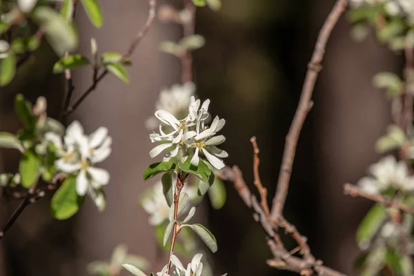 Uitzicht Amelanchier Shadbush Shadwood Shadblow Tegen Onscherpe Achtergrond Zwitserse Alpen — Stockfoto