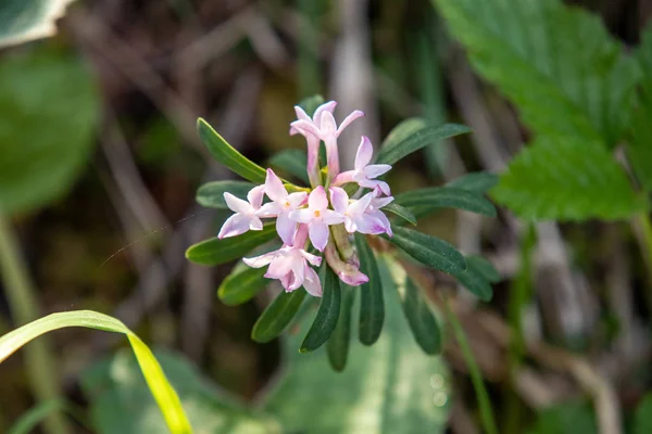 İsviçre alplerinde yeşil yaprakların önünde daphne Thymelaeaceae görünümü