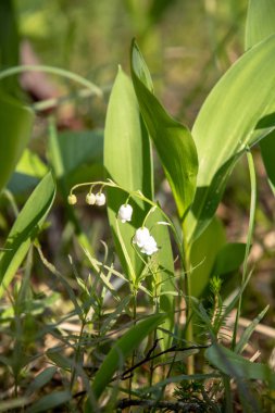 İsviçre Alpleri'ndeki vadinin zambağı görünümü